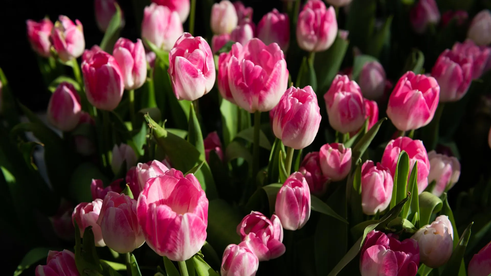 медиасток.рф