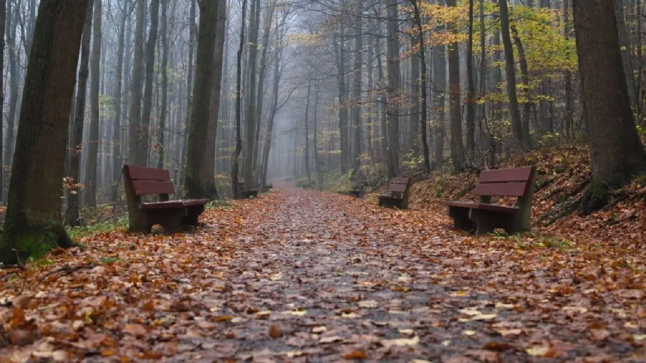 «Может случиться страшное»: аномально теплая осень разбудила эксгибиционистов Подмосковья