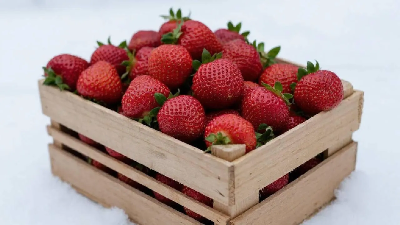 Помещичьи корни помогли? Как потомок землевладельцев получил госденьги и вырастил тонну клубники