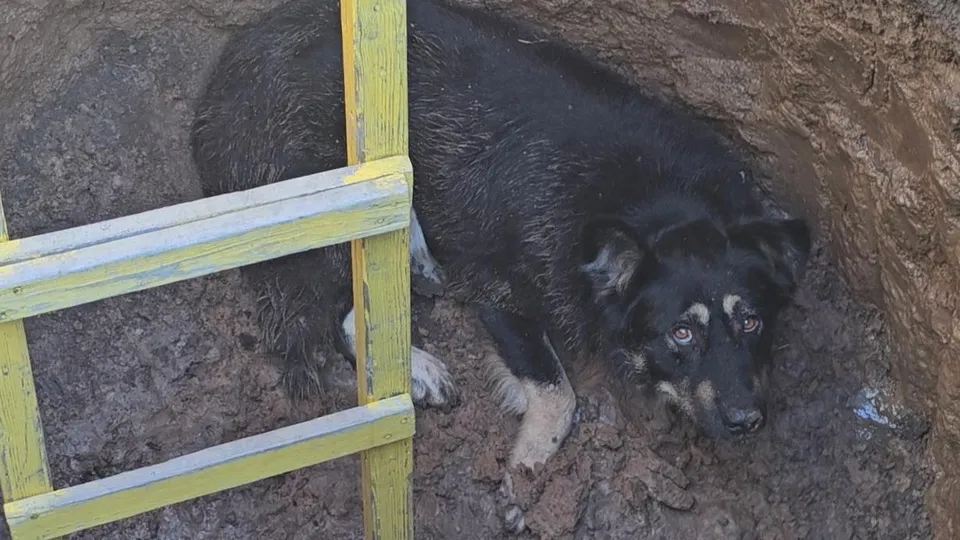 Фото: пресс-служба администрации г.о. Клин