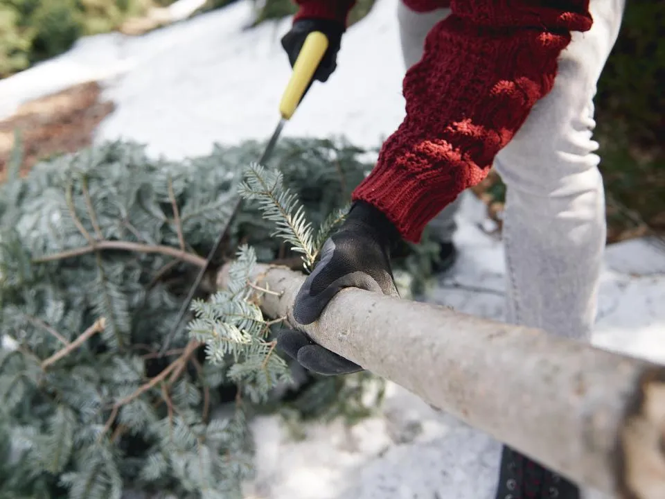 Штраф до 4 тыс. рублей: в каких случаях живая елка на Новый год грозит наказанием