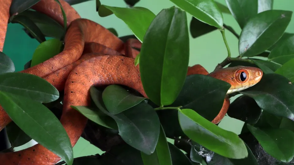 Фото: freepik.com