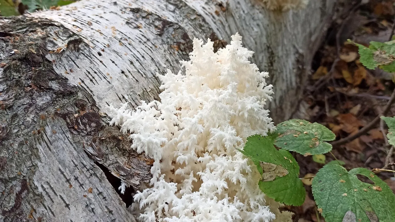Фото: Кирилл Низамутдинов, Татьяна Раскрут