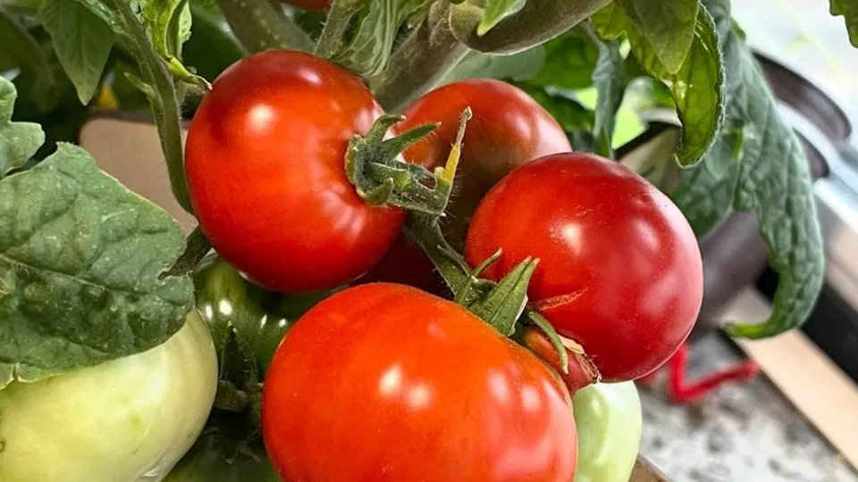 Алина Романова