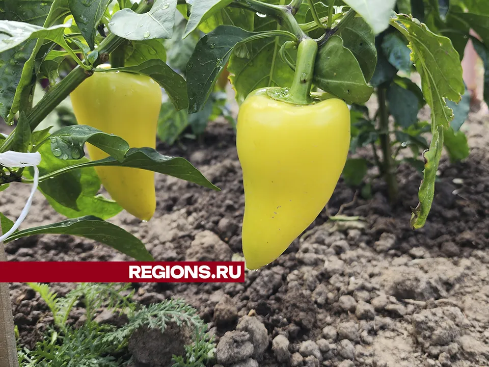 Фото: Андрей Семибратов