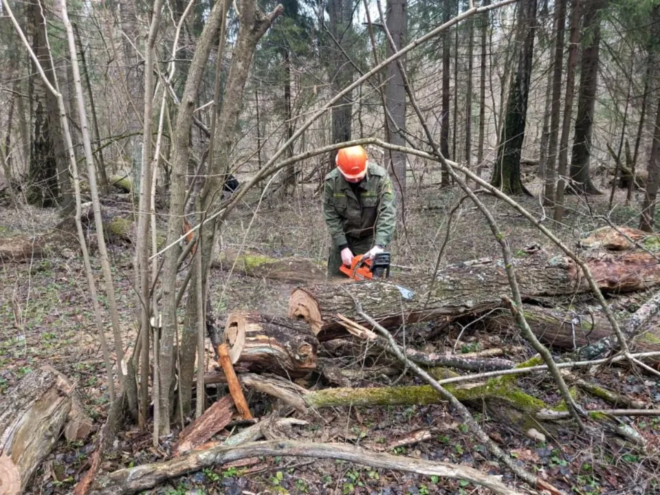 Фото: пресс-служба Комитета лесного хозяйства Московской области
