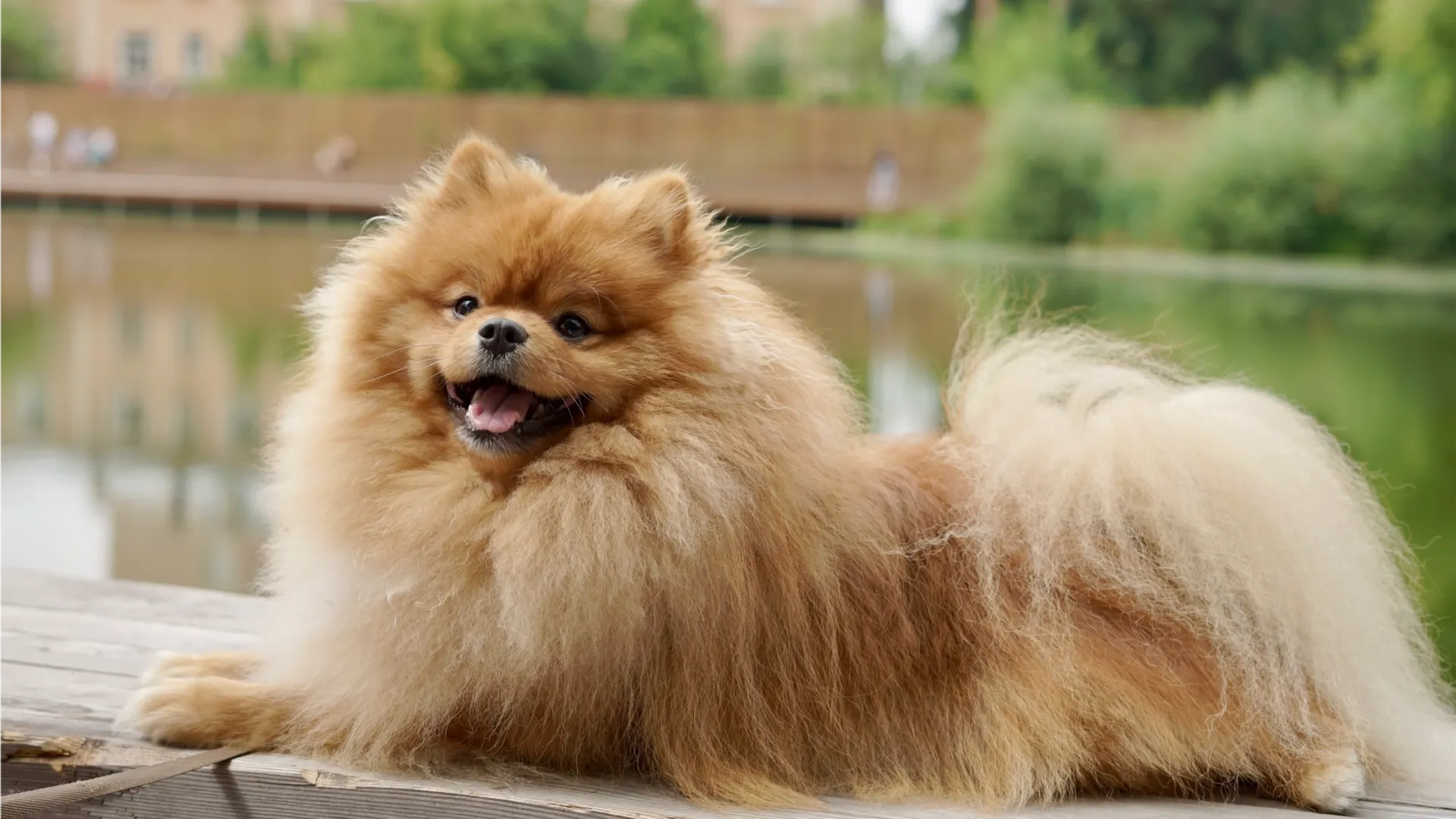 Фото: t.me/parkiLP