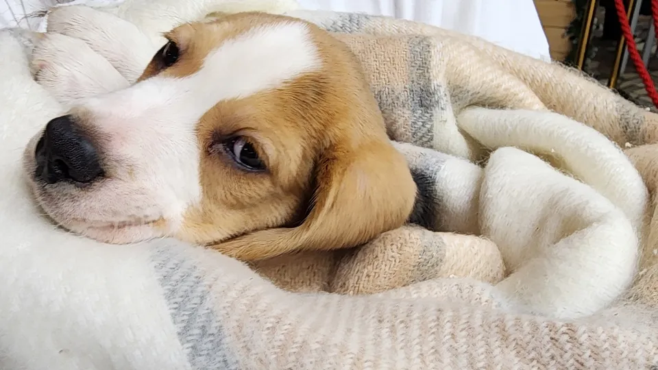 Фото: МедиаБанк Подмосковья/Мария Юдина