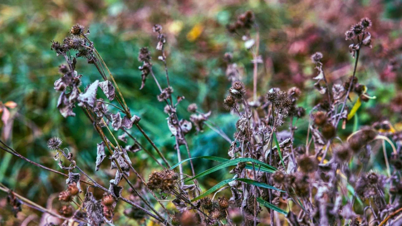 REGIONS/Владимир Ерастов