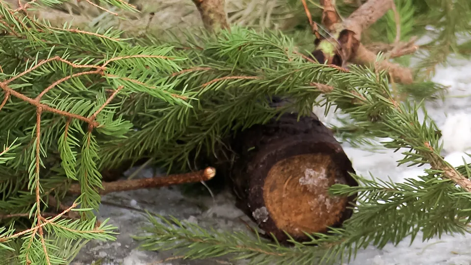 Фото: МедиаБанк Подмосковья/Ксения Казакова