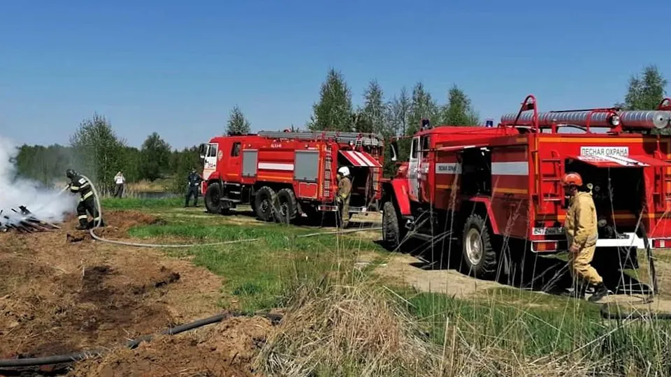 Фото: Комитет лесного хозяйства МО