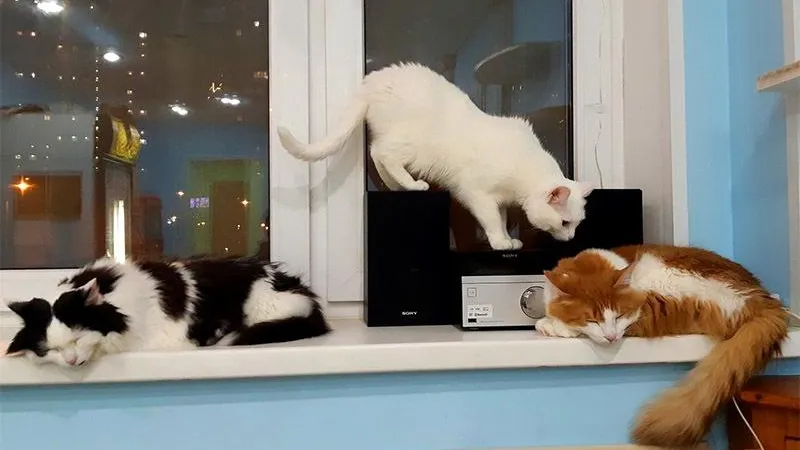 Котокафе в Химках раздает хвостатых сотрудников из-за коронавируса