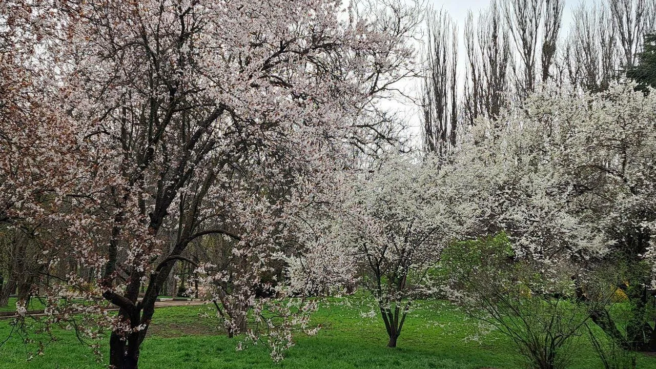 REGIONS/Нколай Мулянский