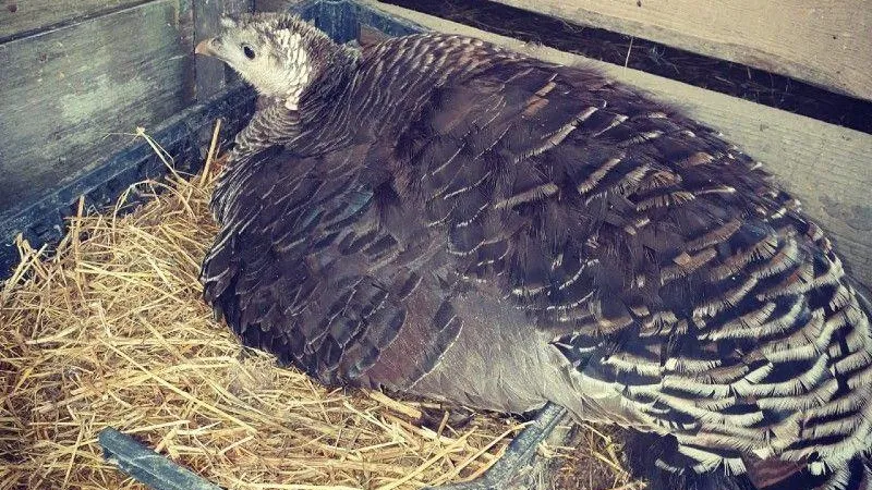 Семейная ферма в Раменском получила два участка земли в рамках господдержки