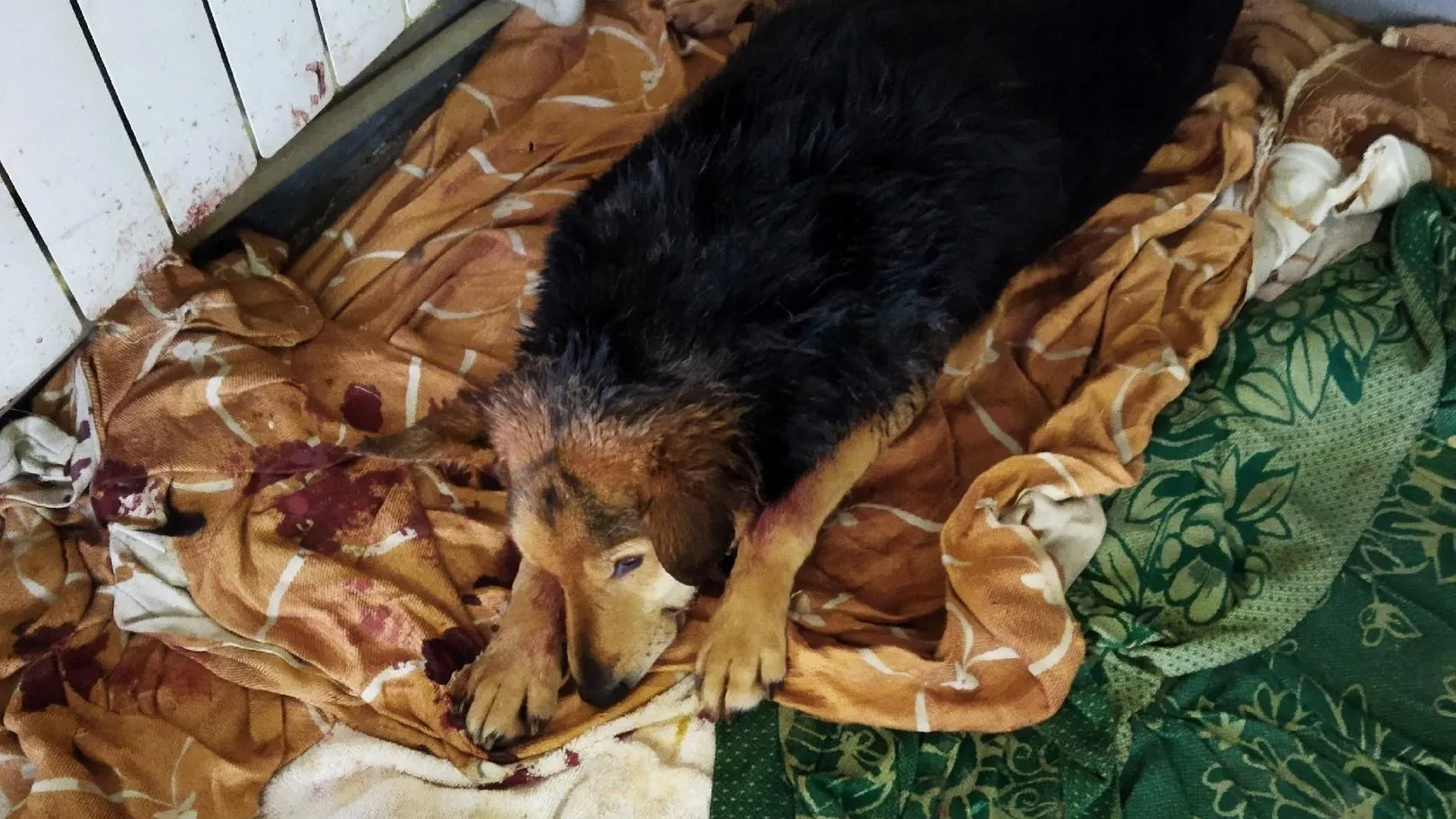 Фото: Снегири РФ / ВКонтакте