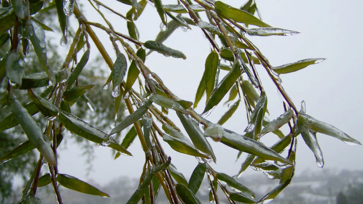 Фото: pxhere.com