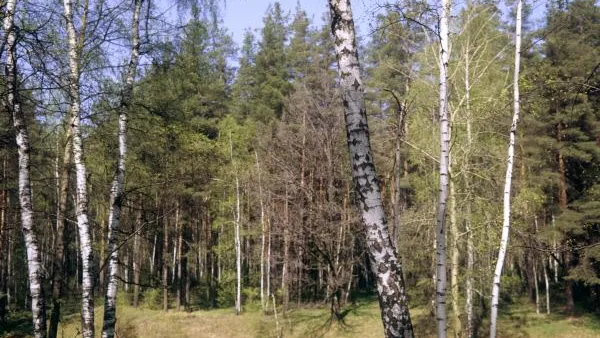 В Московскую область окончательно пришла весна