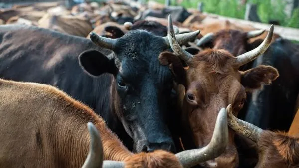 В Зауралье осудили местного жителя, который украл стадо коров