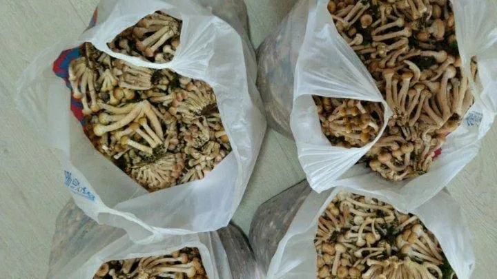 Фото: Микрорайон Малая Истра / ВКонтакте