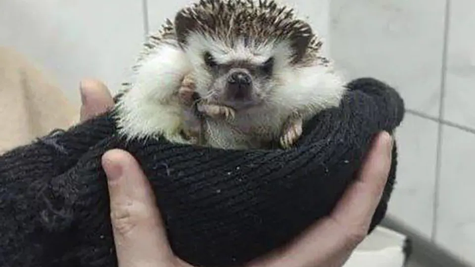 Фото: Минсельхоз МО