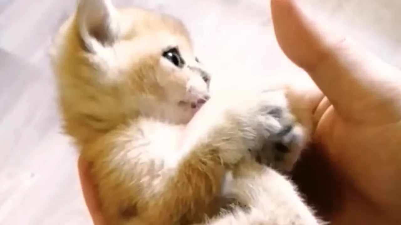 личный архив Софьи Полетаевой