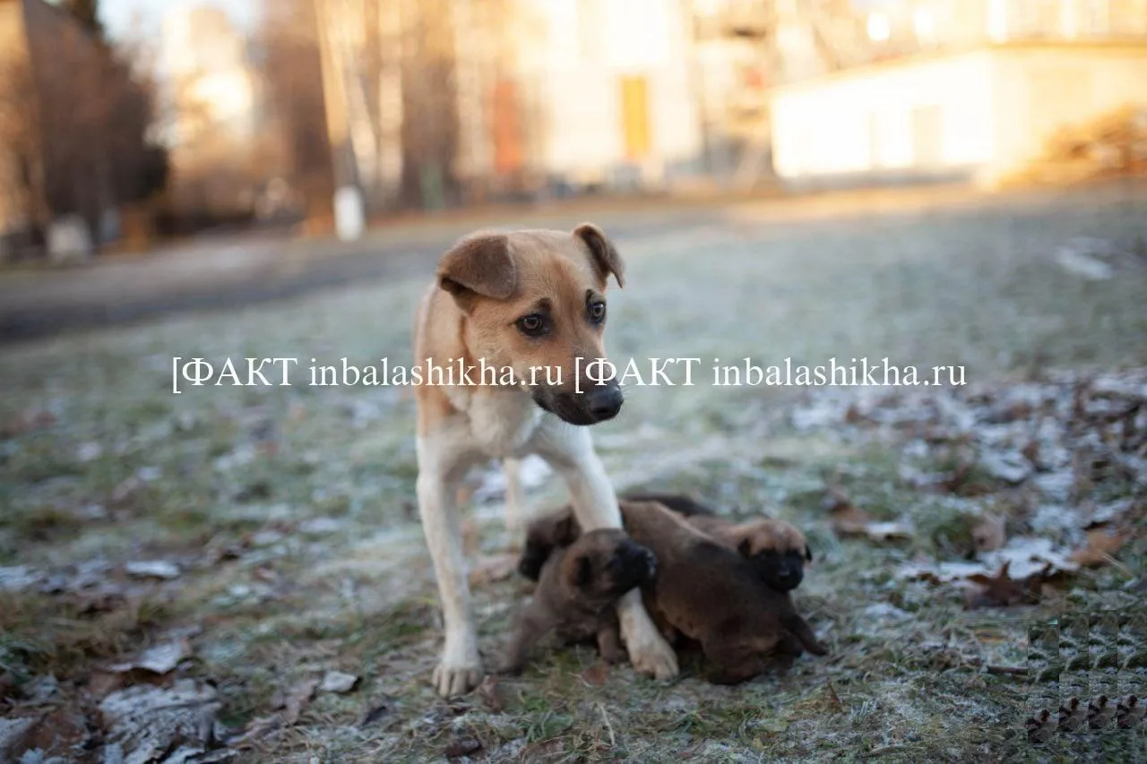 пресс-служба МЧС