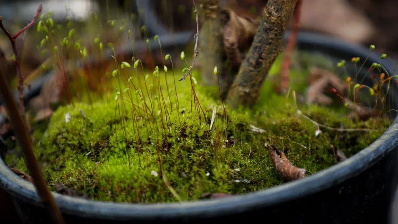 REGIONS/Наталья Надточая