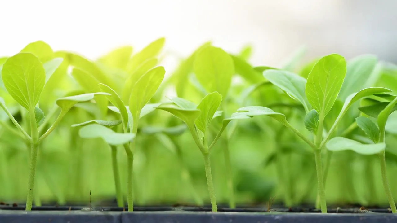 istockphoto.com/surachetkhamsuk