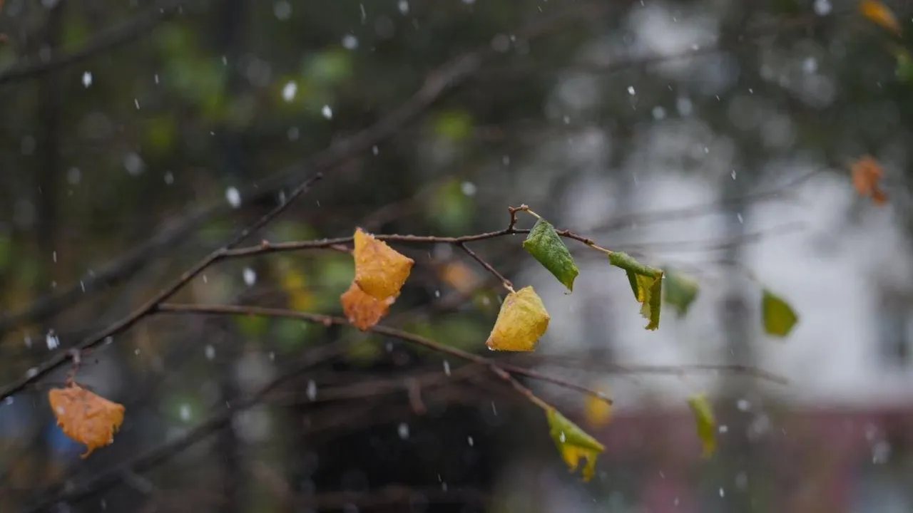 Дмитрий Зайчиков