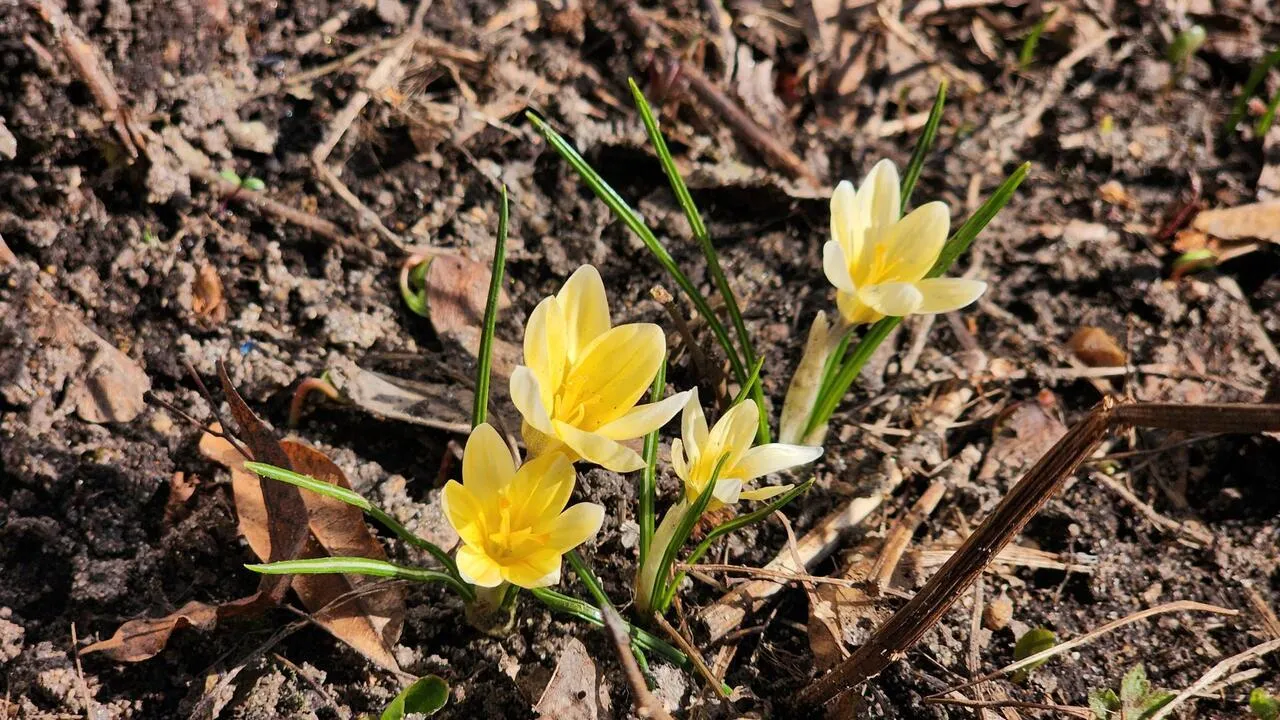 REGIONS/Валерия Тингаева