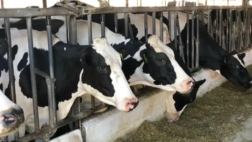 Фото: Министерство сельского хозяйства и продовольствия Московской области