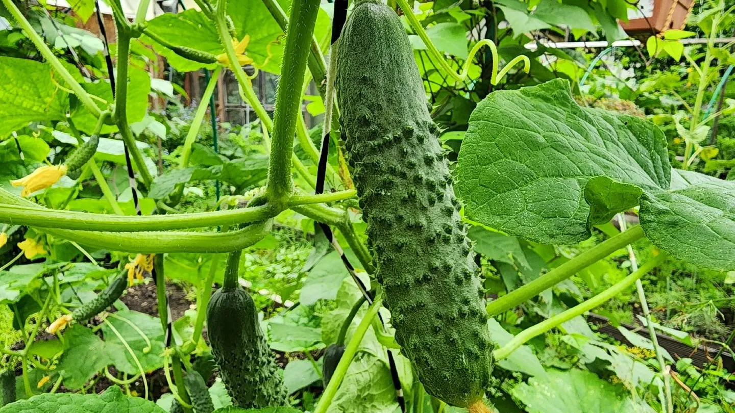 Фото: Медиабанк Подмосковья/Ксения Пашуто