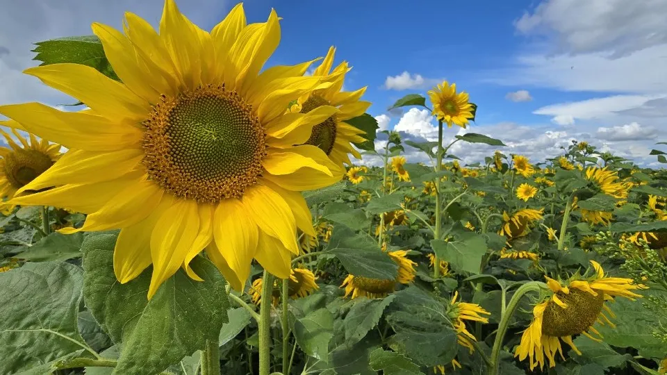 Фото: МедиаБанк Подмосковья/Марина Анисимова