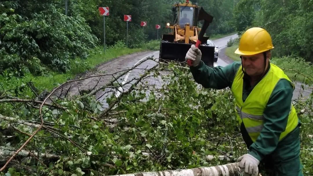Фото: Комитет лесного хозяйства МО