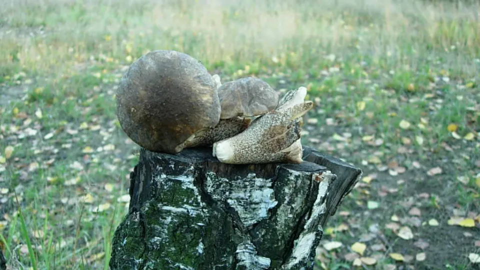 Фото: REGIONS/Олег Книжник