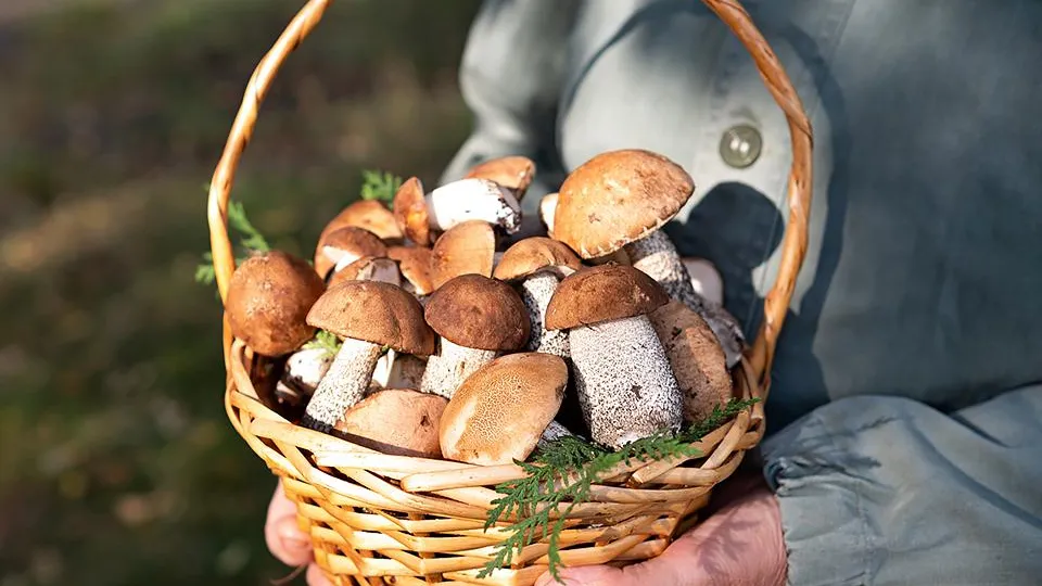 Фото: istockphoto.com/Svetlana Verbitskaya