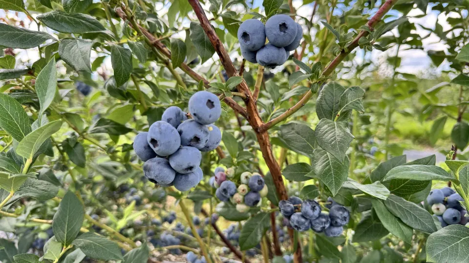 Фото: МедиаБанк Подмосковья/Татьяна Рунова