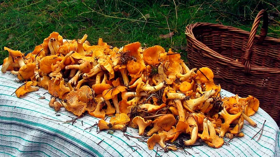 Фото: pxhere.com