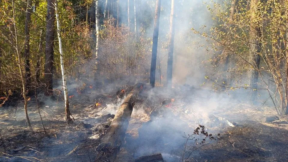 Фото: Комитет лесного хозяйства Московской области