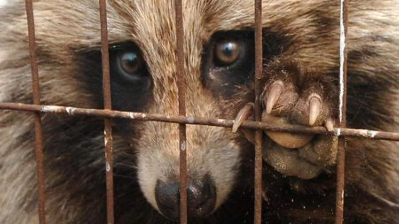 Енотовидная собака самовольно поселилась в зоопарке Калининграда