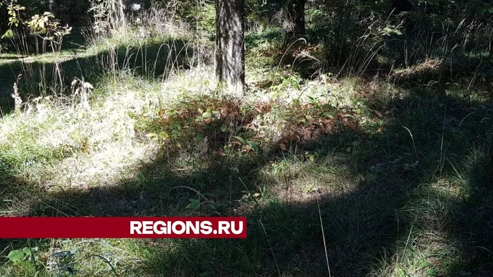 Фото: REGIONS/Наталья Широкая