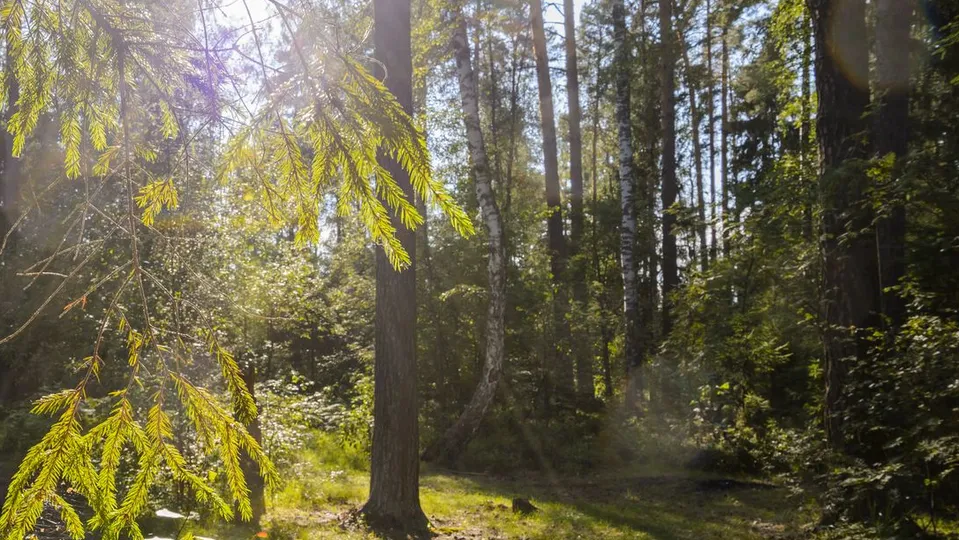 Фото: медиасток.рф