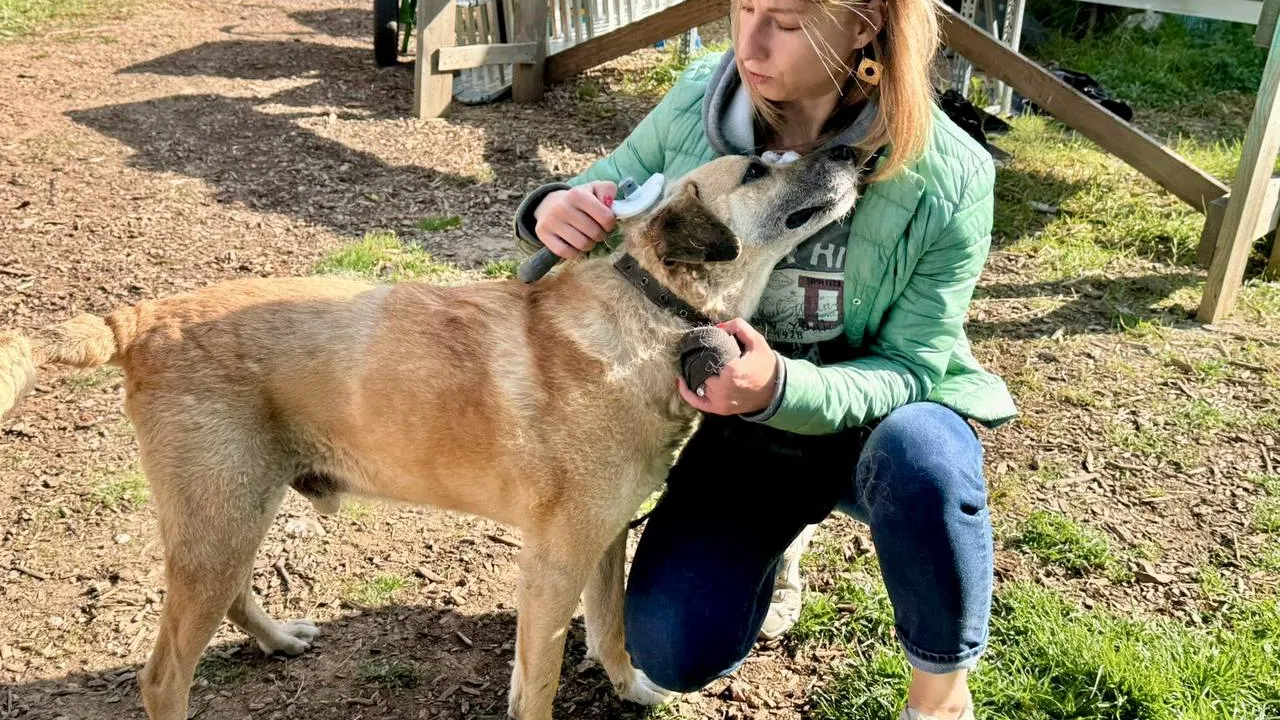 Фото: t.me/mukckd_krs