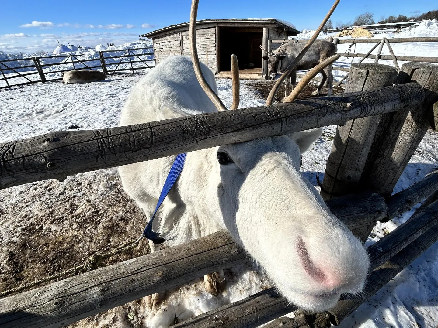 Фото: этнопарк «Кочевник»