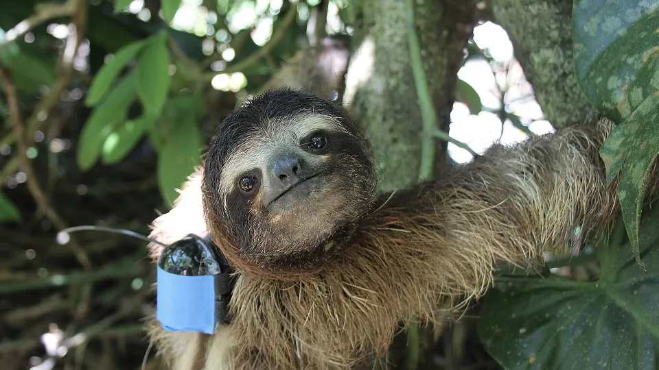 Фото: сommons.wikimedia/Cfgf20