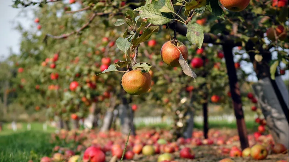 Фото: unsplash.com