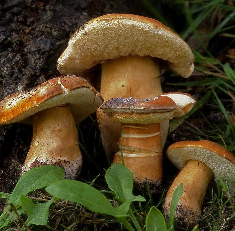 Каштановый гриб (Gyroporus castaneus)