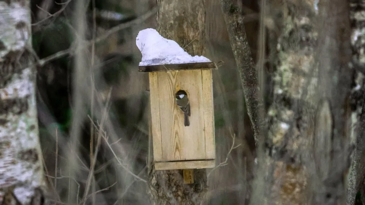 пресс-служба нацпарка "Лосиный остров"/Анна Ткачева