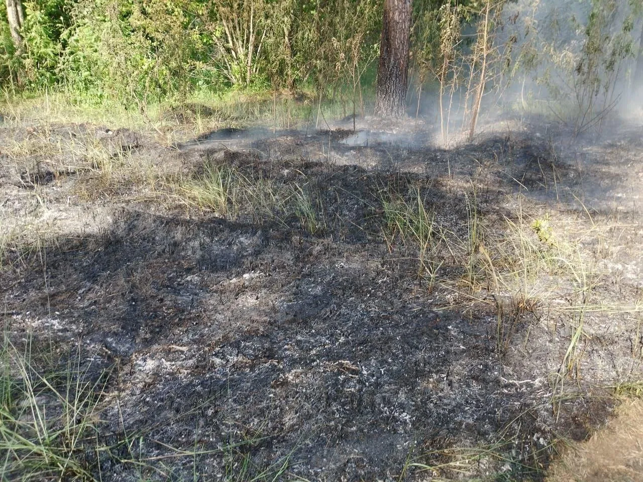 Фото: Комитет лесного хозяйства МО