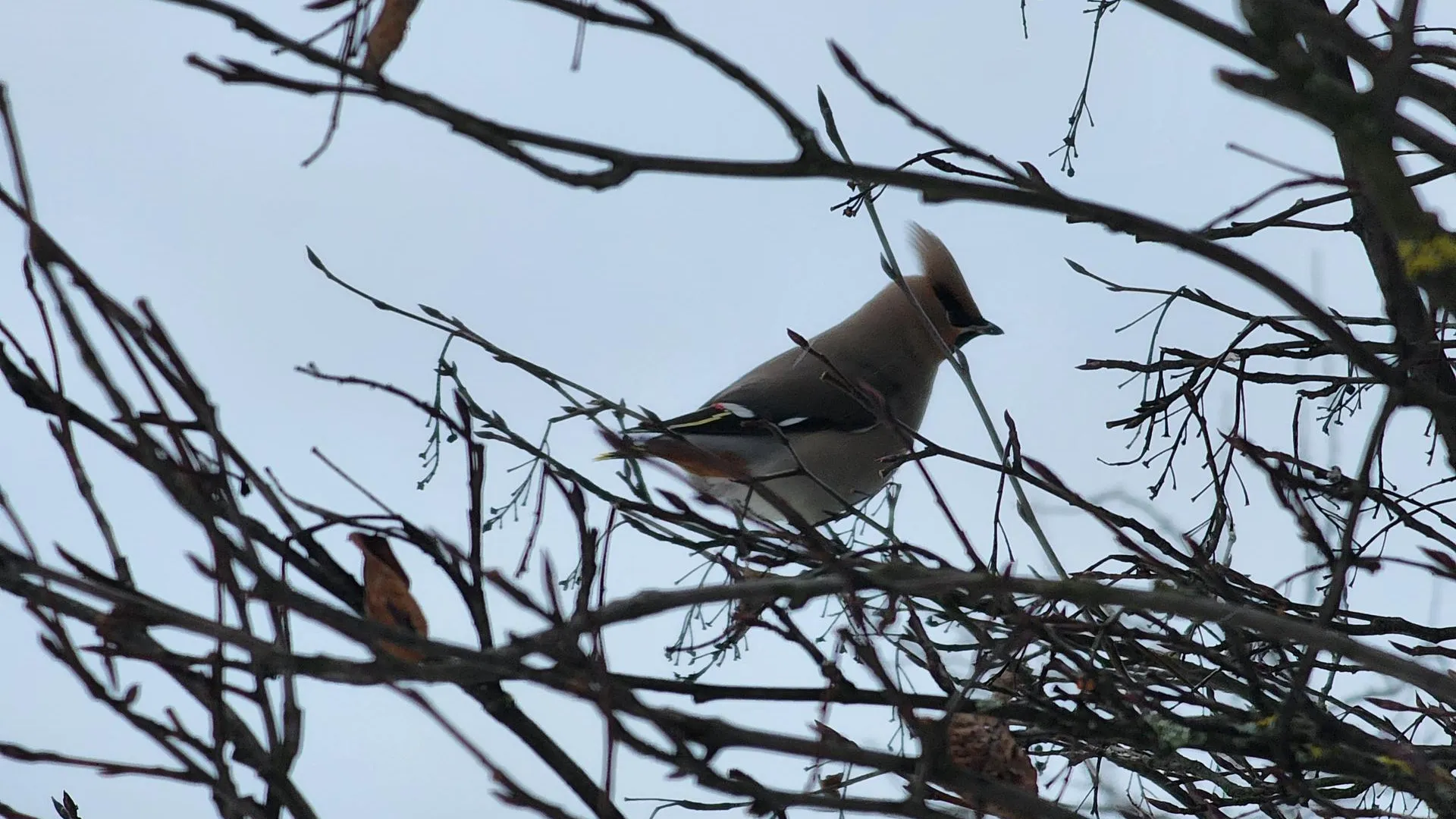 Владимир Киселёв